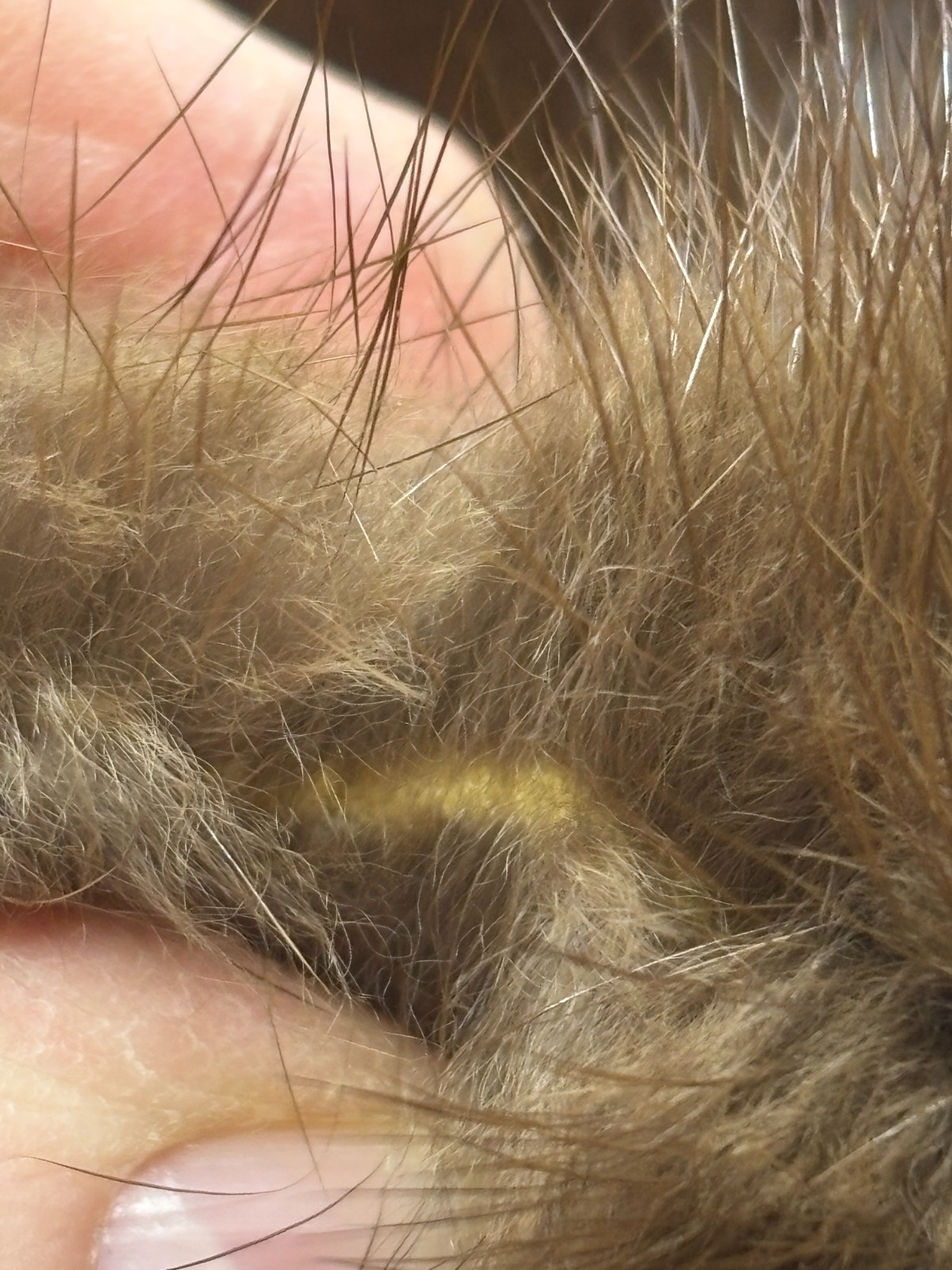 Real Mink Fur Collar with Pin Clips on Each End Approximately 40 inches Length