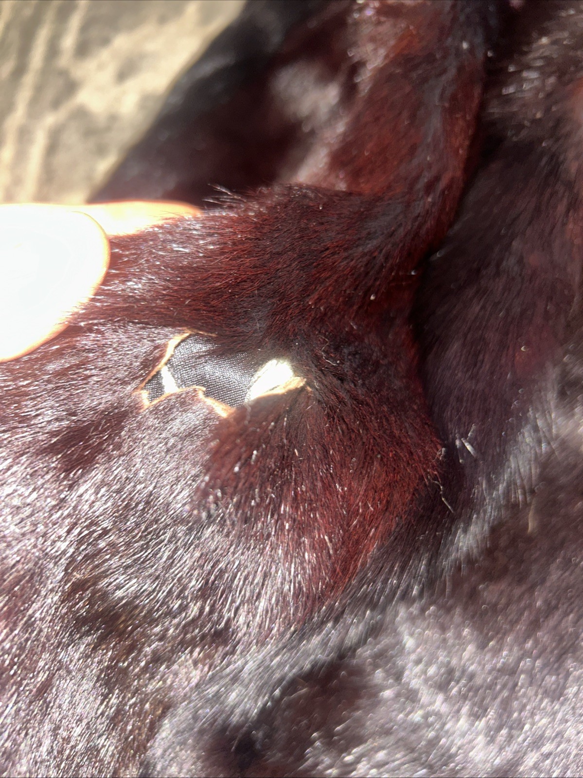 Vintage 1950s Black Mink Fur Stole Capelet Wrap Jones Furs AS IS HOLE READ